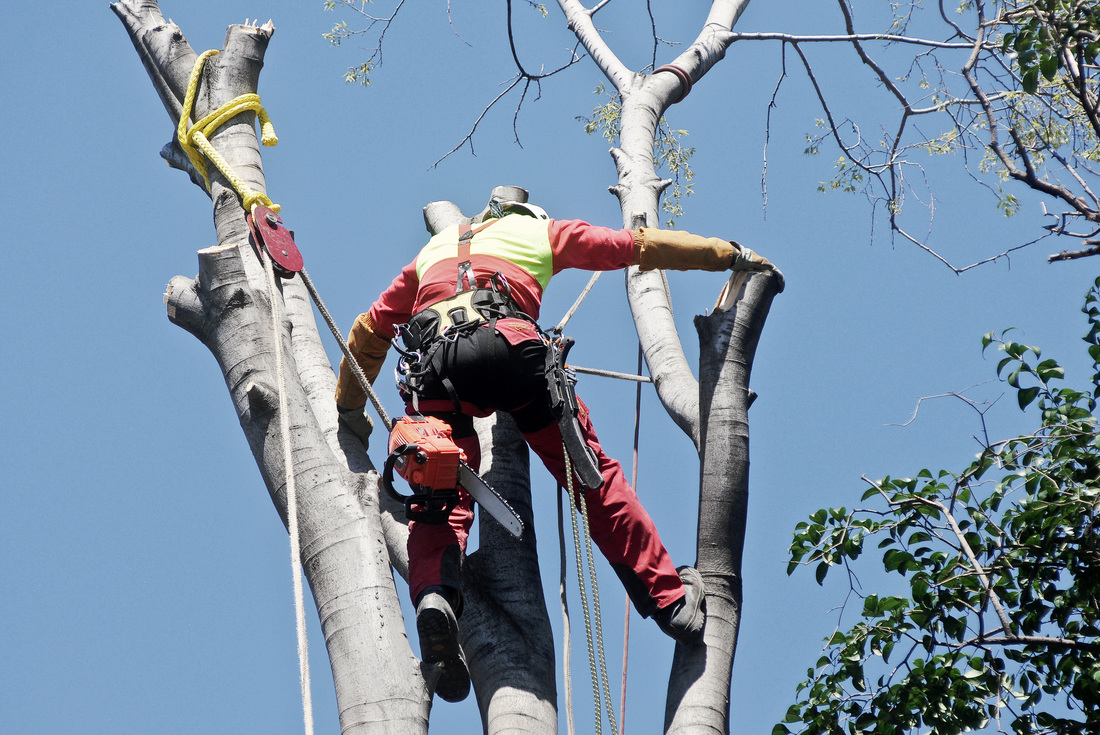 Tree services in Katy