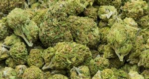 Remedial Medicinal Cannabis Online
