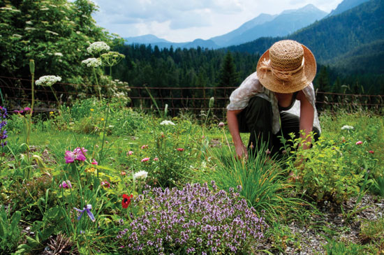 Herbal Gardening